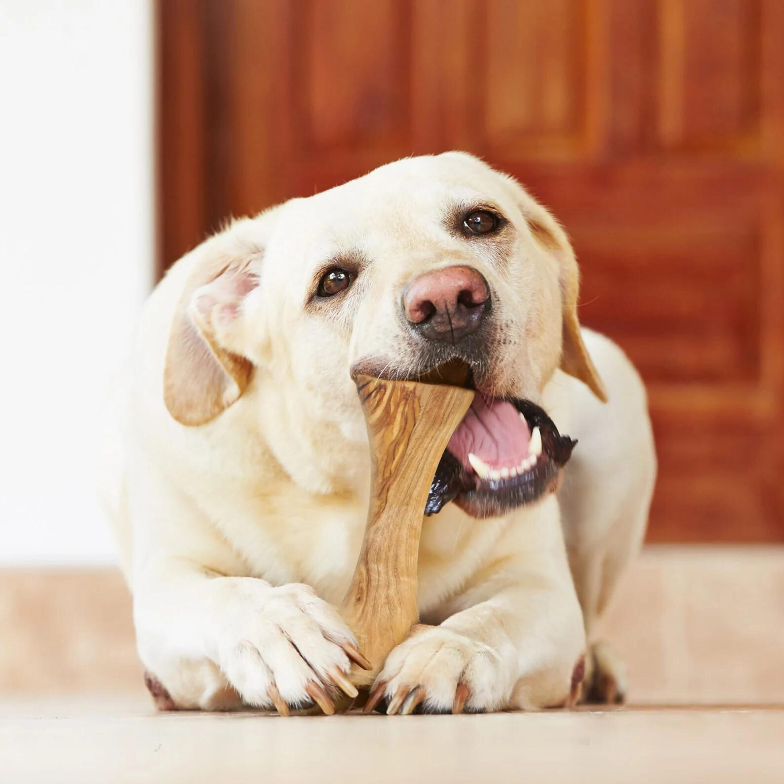 alt="Natürlicher Hundeknochen aus Olivenholz, langlebiges Kauspielzeug für Hunde"