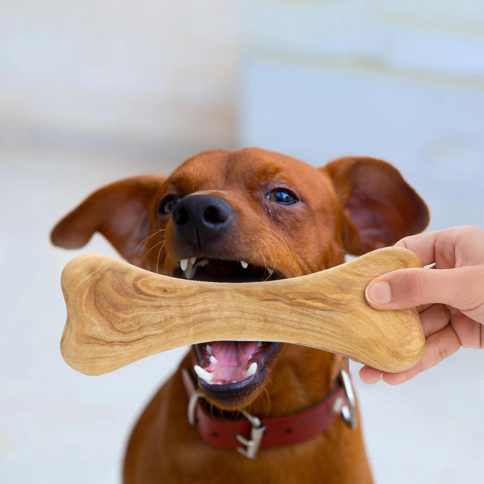 alt="Natürlicher Hundeknochen aus Olivenholz, langlebiges Kauspielzeug für Hunde"